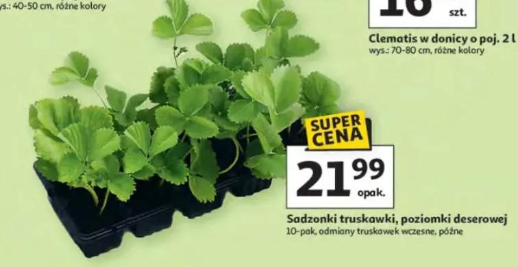 Sadzonki truskawki, poziomki deserowej 10-pak