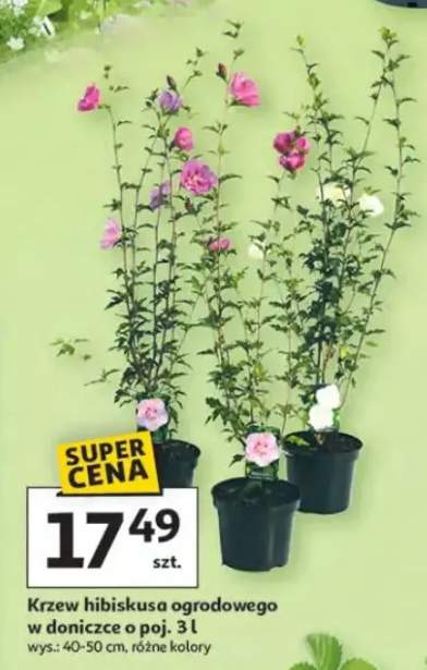 Krzew hibiskusa ogrodowego w doniczce o poj. 3l