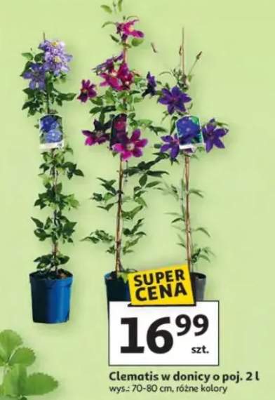 Clematis w donicy o poj. 2l