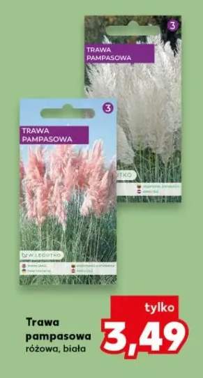 Trawa pampasowa różowa, biała