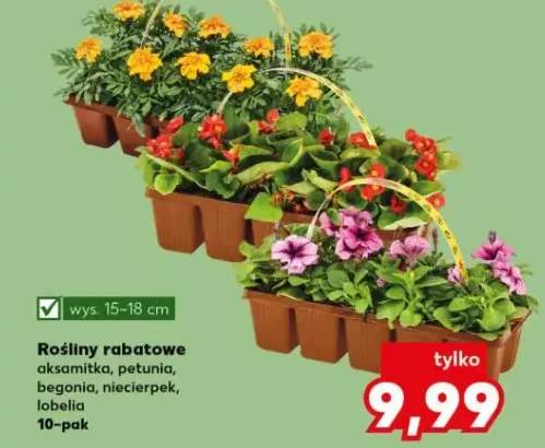 Rośliny rabatowe aksamitka