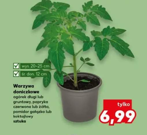 Warzywa doniczkowe ogórek długi lub gruntowy