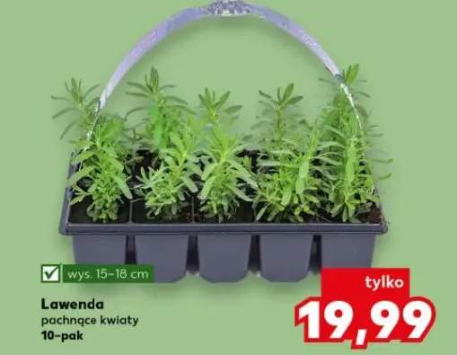Lawenda pachnące kwiaty 10-pak