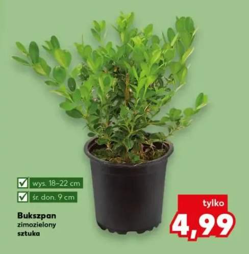 Bukszpan zimozielony