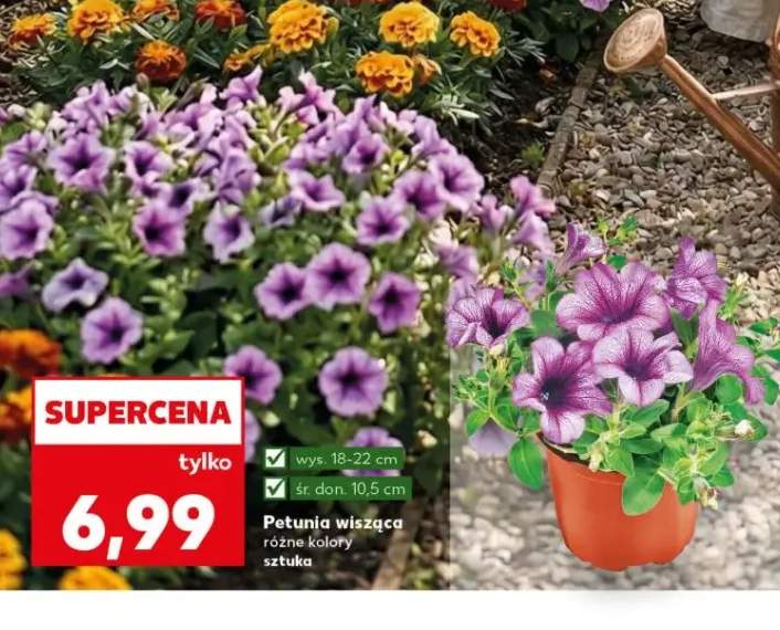 Petunia wisząca różne kolory