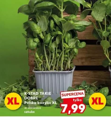 Bazylia XL w doniczce sztuka