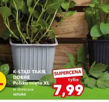 Mięta XL w doniczce sztuka