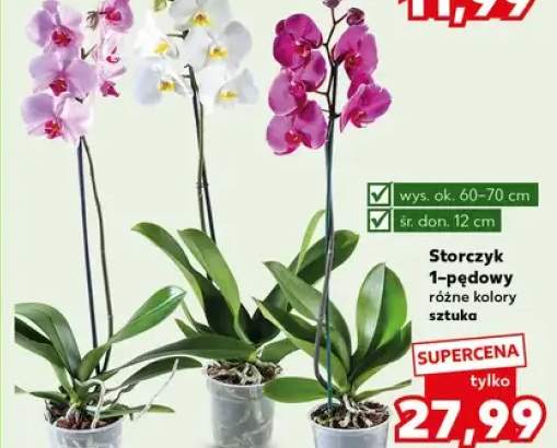 Storczyk 1-pędowy różne kolory