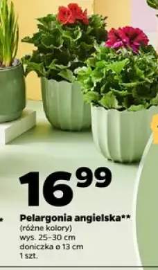 Pelargonia angielska