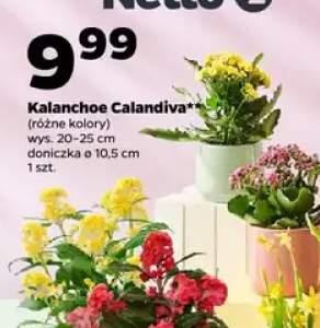 Kalanchoe Calandiva