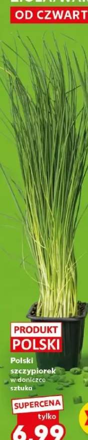 Szczypiorek w doniczce sztuka