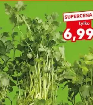 Kolendra polska w doniczce