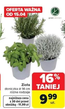 Zioła doniczka ø 14 cm różne rodzaje