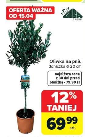 Oliwka na pniu doniczka ø 20 cm