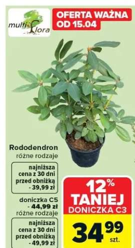 Rododendron różne rodzaje doniczka C5 - 44,99 zł różne rodzaje