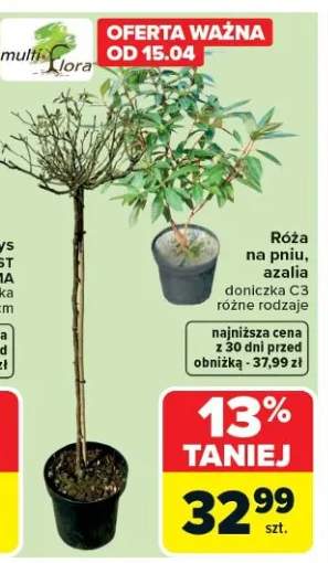 Róża na pniu, azalia doniczka C3 różne rodzaje