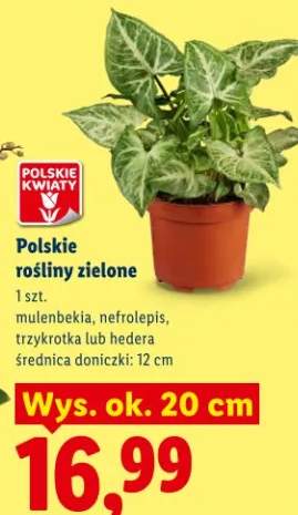 Rośliny zielone