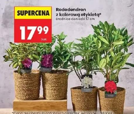 Rododendron z kolorową etykietą średnica doniczki 17 cm