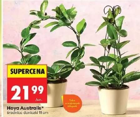 Hoya Australis średnica doniczki 11cm