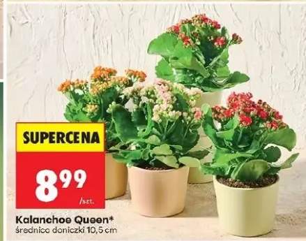 Kalanchoe Queen średnica doniczki 10,5cm