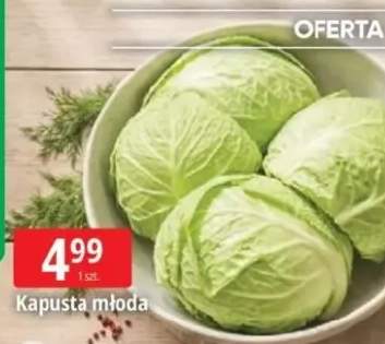Kapusta młoda