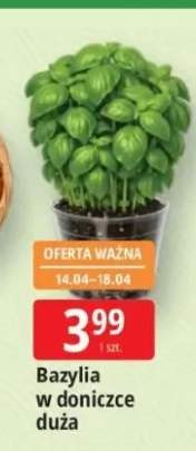 Bazylia w doniczce duża