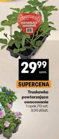Truskawka powtarzająca owocowanie opakowanie