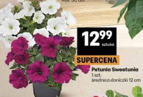 Petunia Sweetunia średnica doniczki 12 cm