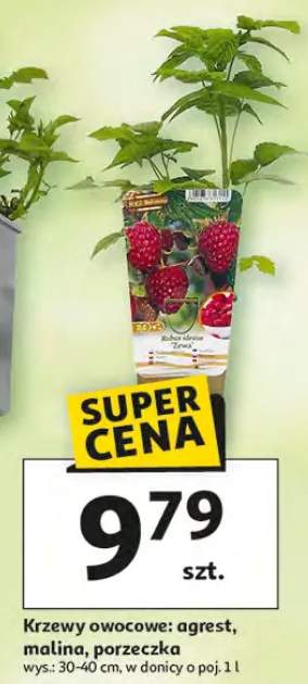 Krzewy owocowe agrest, malina, porzeczka