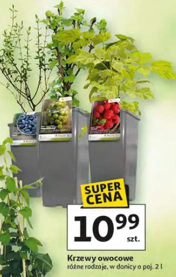 Krzewy owocowe różne rodzaje