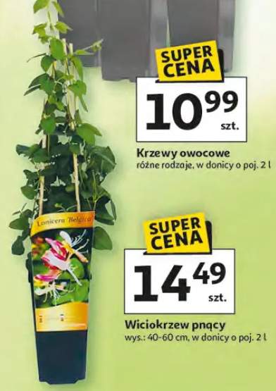 Wiciokrzew pnący