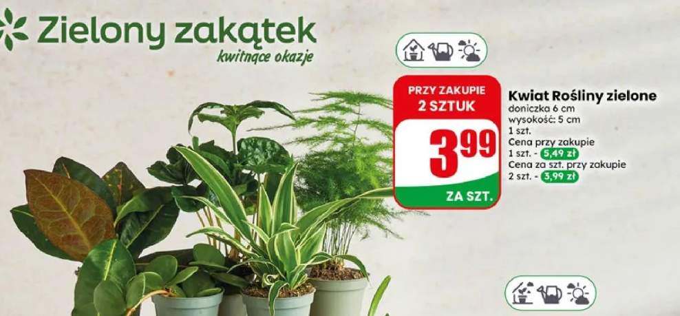 Kwiat Rośliny zielone