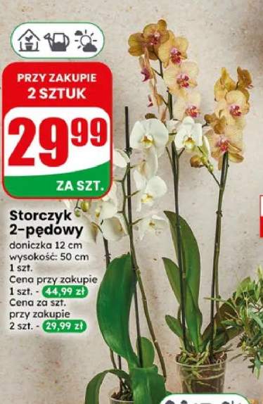 Storczyk 2-pędowy