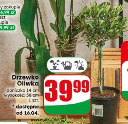 Drzewko Oliwka