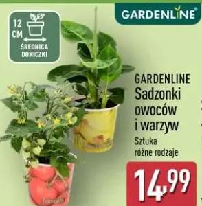 Sadzonki owoców i warzyw
