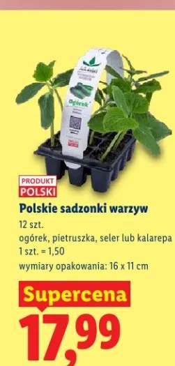 Sadzonki warzyw ogórek, pietruszka, seler lub kalarepę