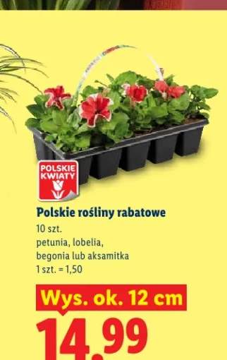Rośliny rabatowe petunia, lobelia, begonia lub aksamitka