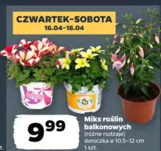 Miks roślin doniczkowych różne rodzaje