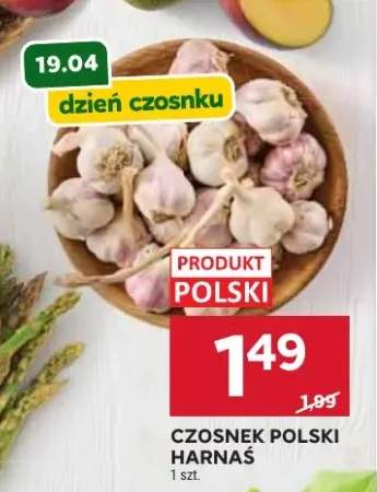 Czosnek polski harnaś