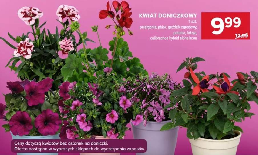 Kwiat doniczkowy pelargonia, phlox, goździk ogrodowy, petunia, fuksja, calibrachoa hybryd aloha kona