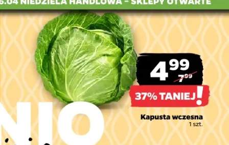 Kapusta wczesna