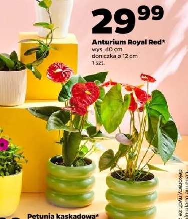 Anturium Royal Red