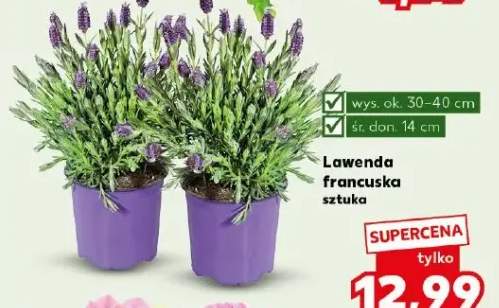 Lawenda francuska sztuka