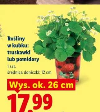 Rośliny w kubku: truskawki lub pomidory
