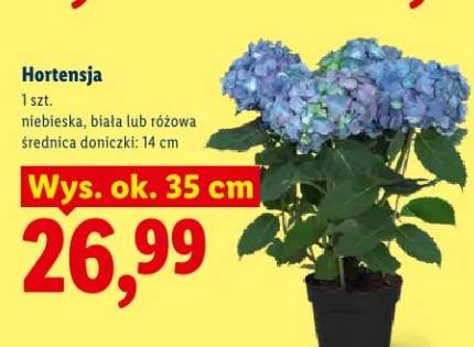 Hortensja niebieska, biała lub różowa