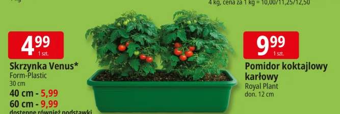 Pomidor koktajlowy karłowy Royal Plant