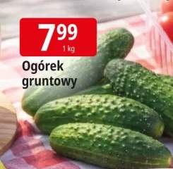 Ogórek gruntowy