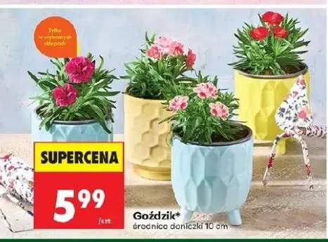 Goździk średnica doniczki 10 cm