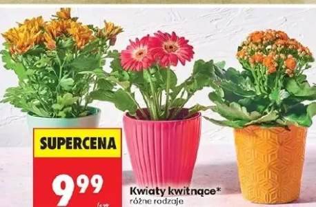 Kwiaty kwitnące różne rodzaje