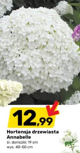 Hortensja drzewiasta Annabelle